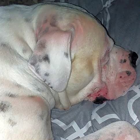 Photo of Big Stink