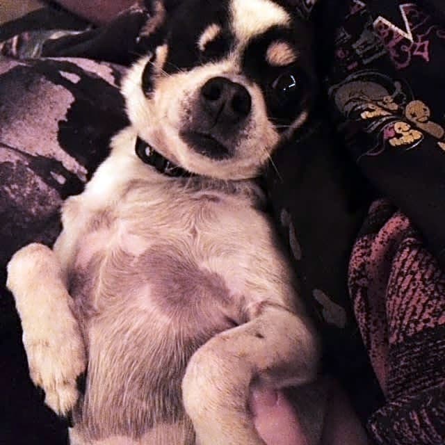 Photo of Ripley