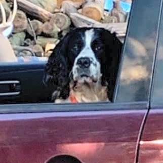 Photo of Buckshot