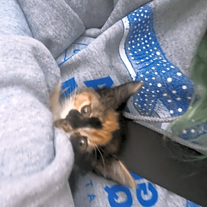 Photo of Stray kitten