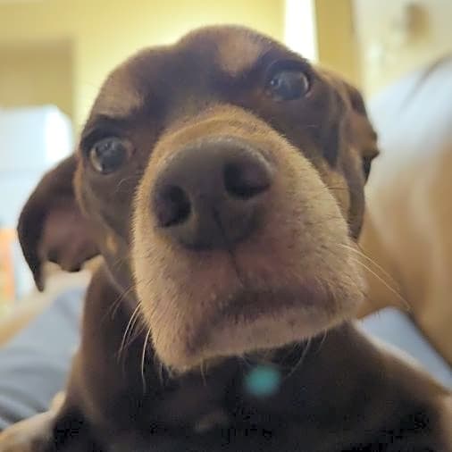Photo of Chip