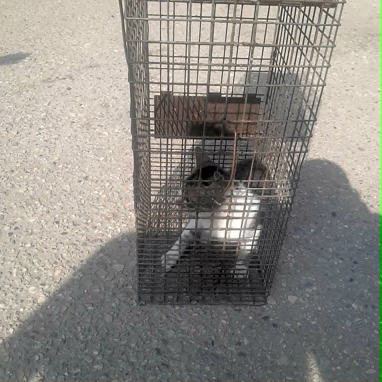 Photo of 3 cats TNVR