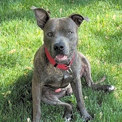 Photo of Chico