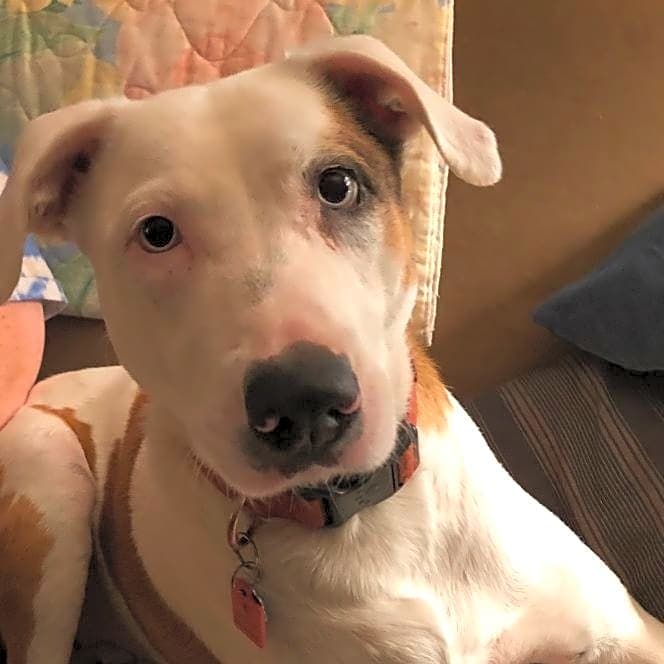 Photo of Penny