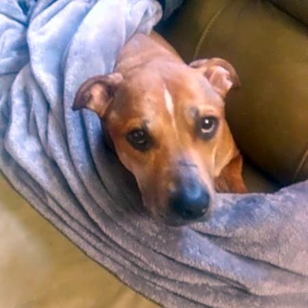 Photo of Itty bitty pitty