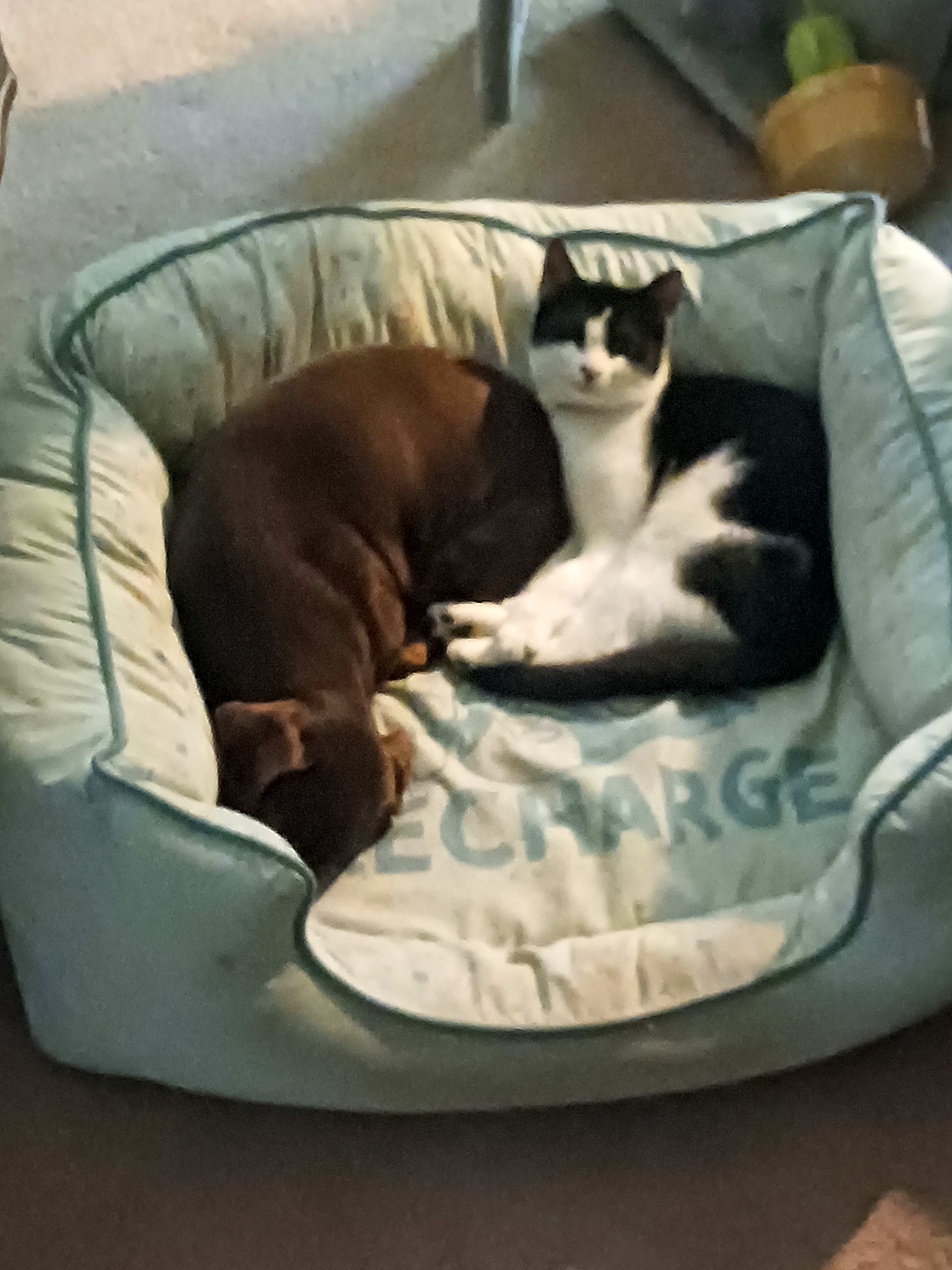 Photo of Dink