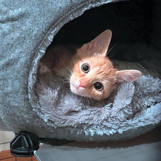 Photo of Pumpkin