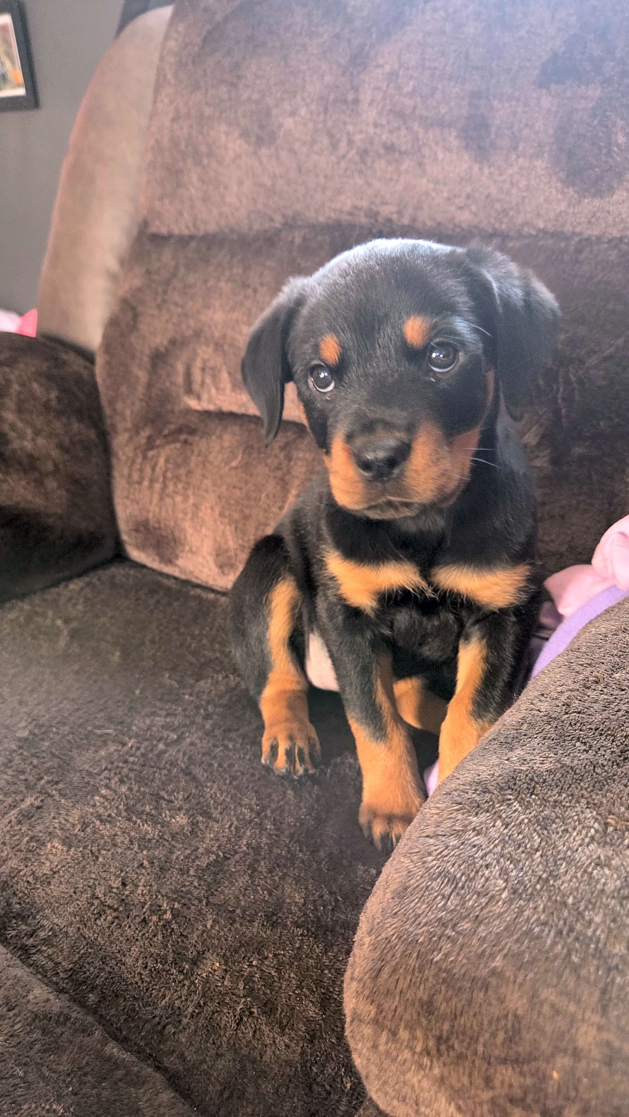 Photo of Roxy