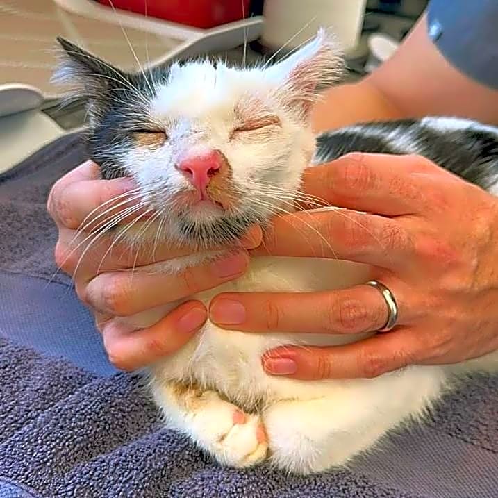 Photo of Rescue Kitties of Hawaii and Inkjet