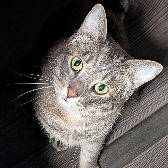 Photo of Crowley
