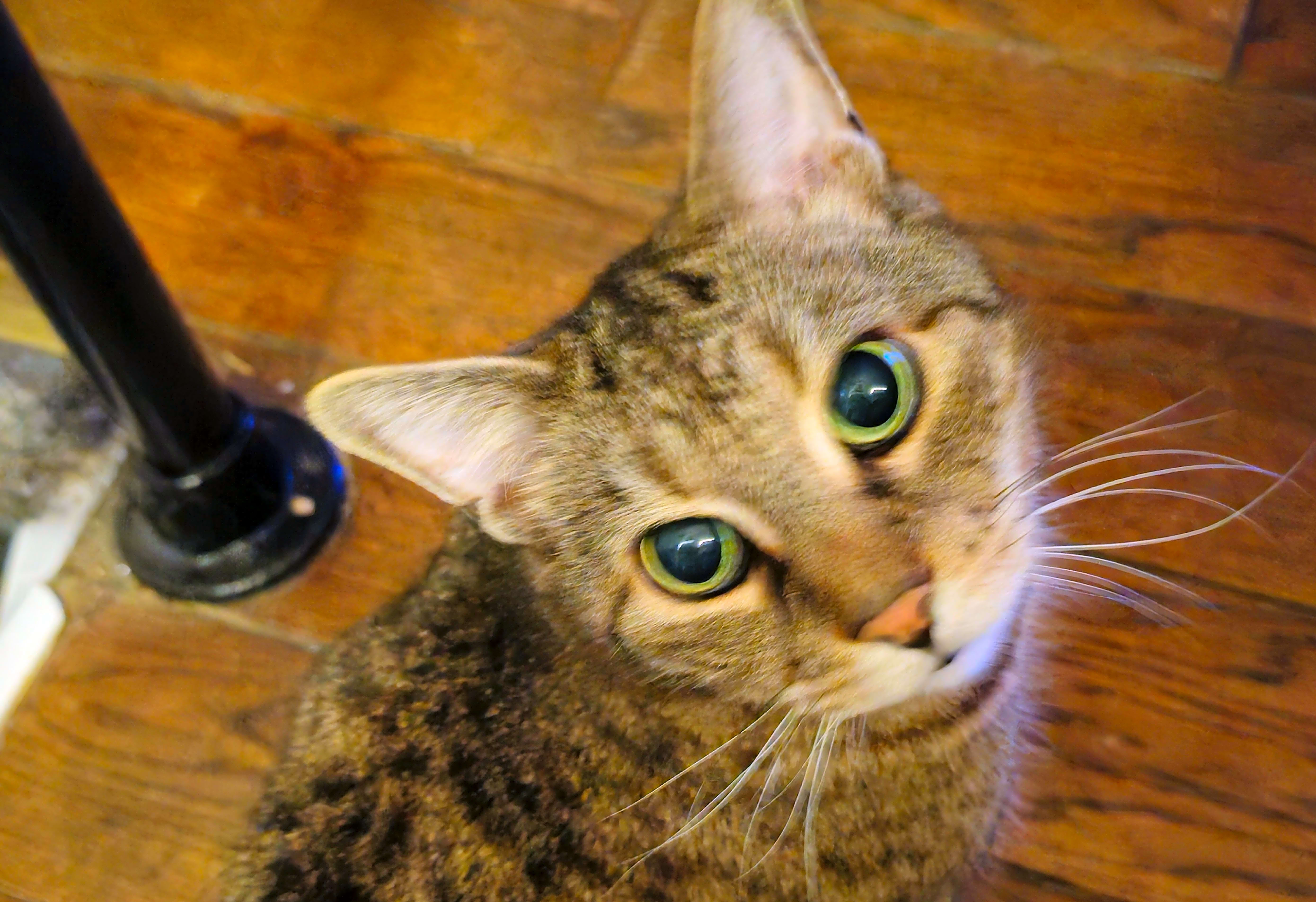 Photo of Chad