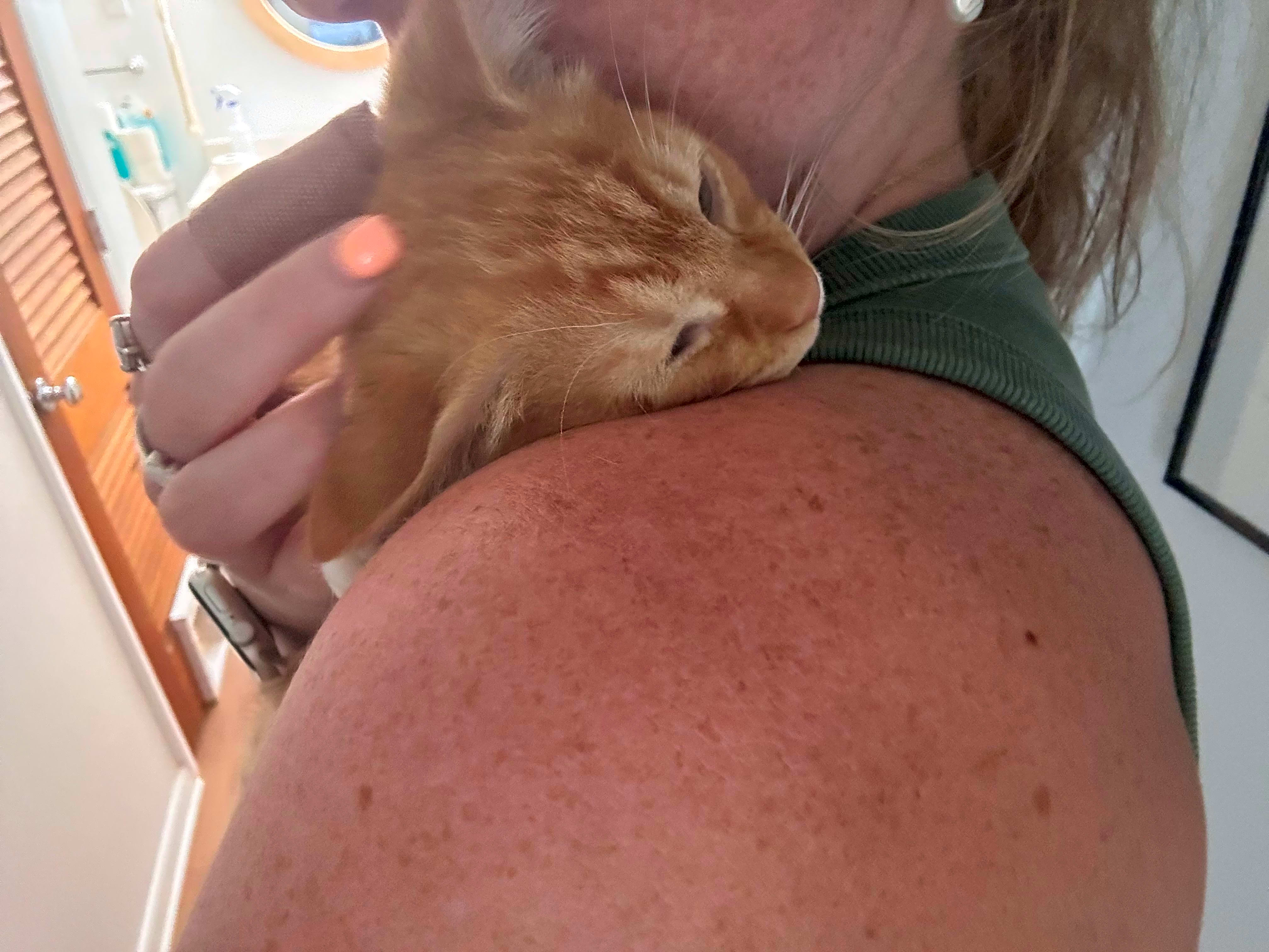 Photo of Cheddar