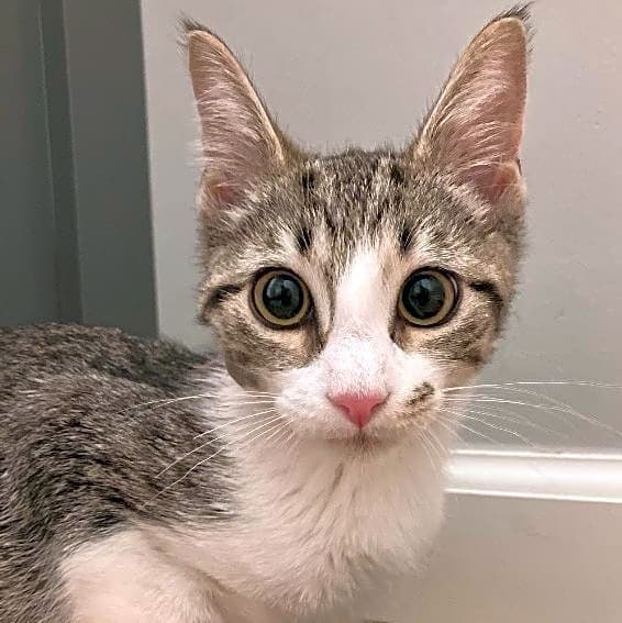 Photo of Silver
