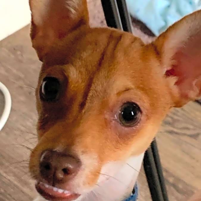Photo of Chico