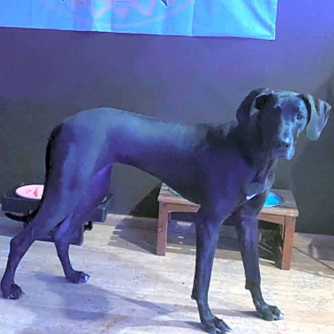 Photo of Midnight