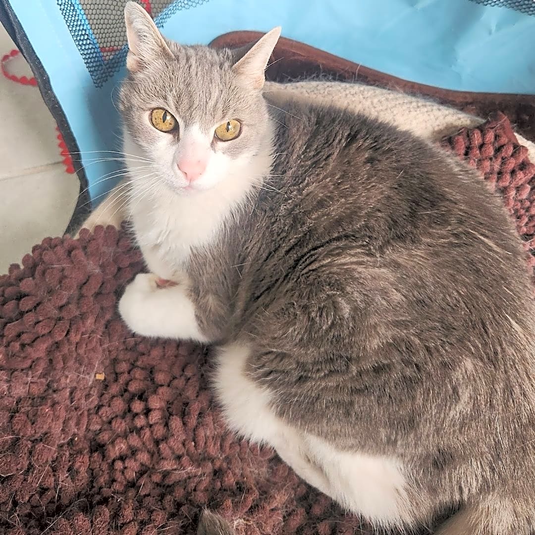 Photo of Loki