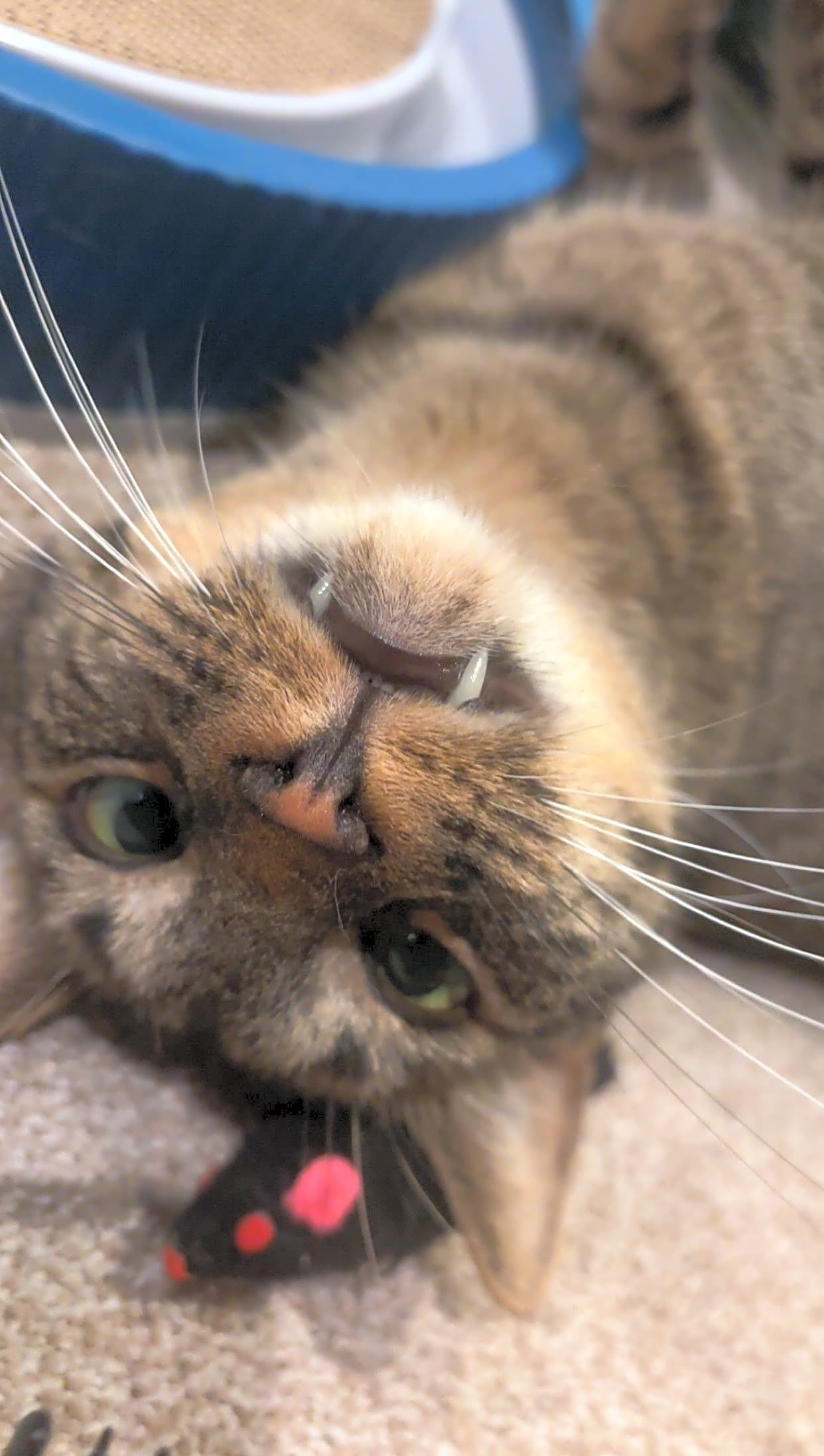 Photo of Ollie