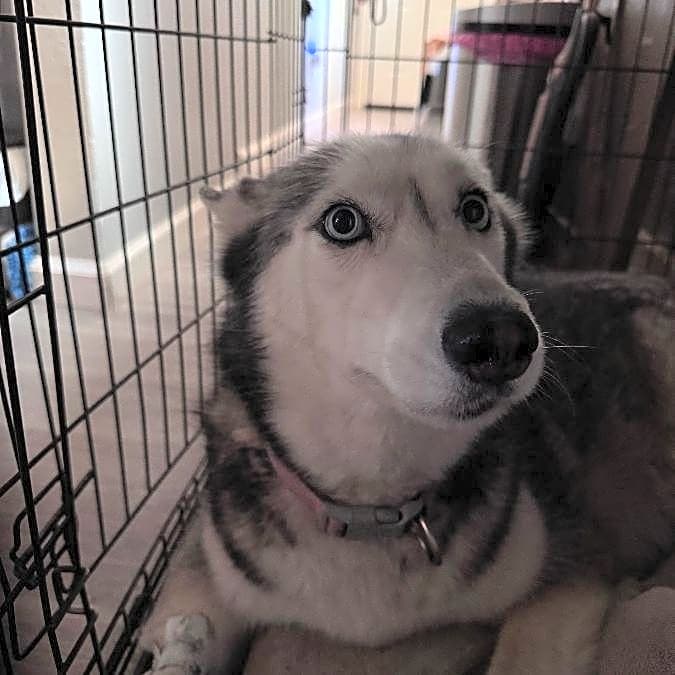 Photo of Sasha