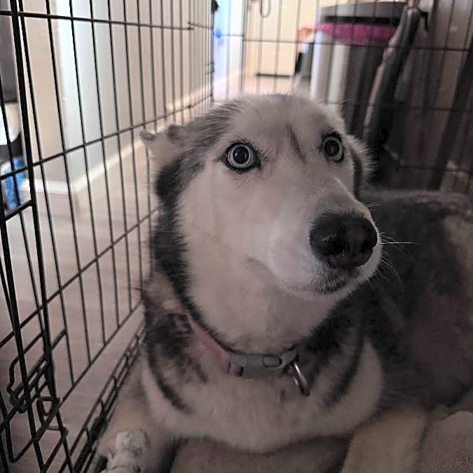 Photo of Sasha
