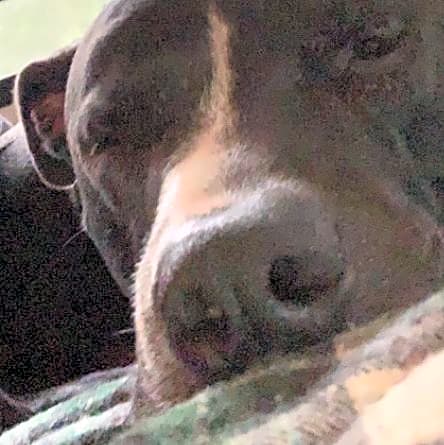 Photo of Buster