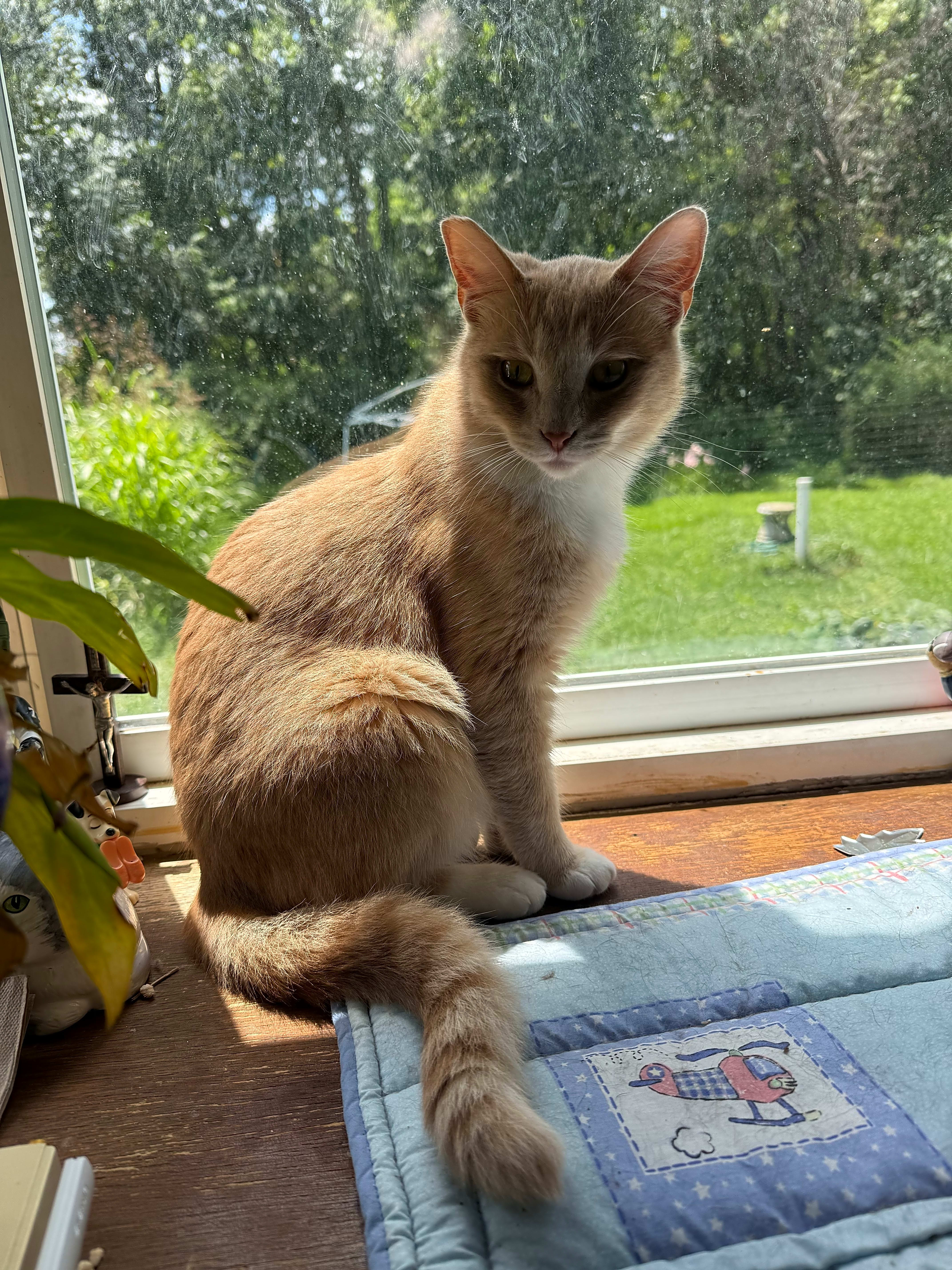 Photo of Mittens