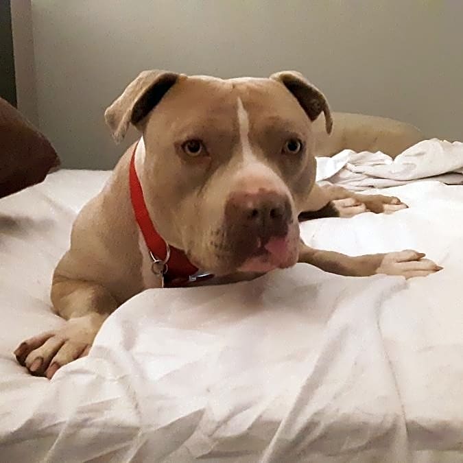 Photo of Buddy