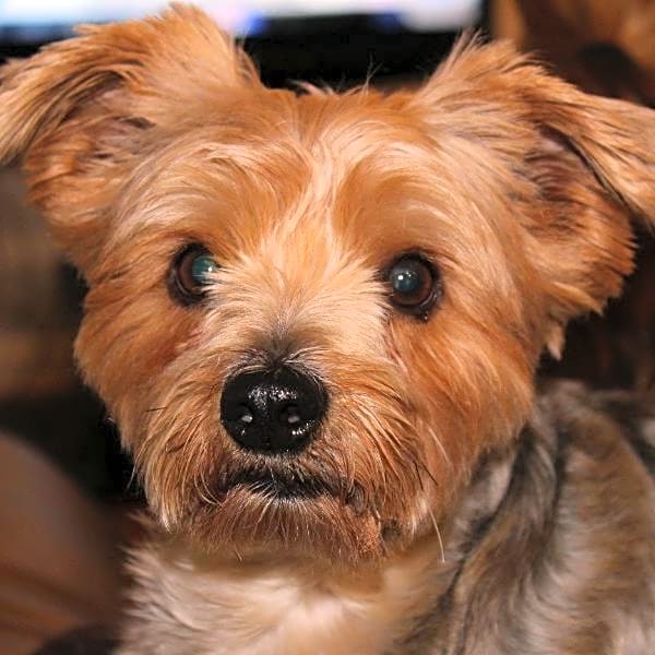 Photo of Bentley