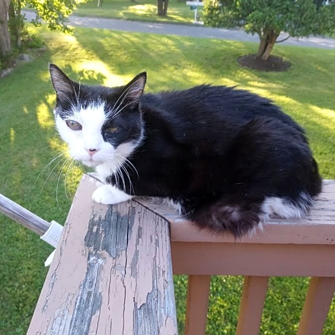 Photo of Queen Phantom