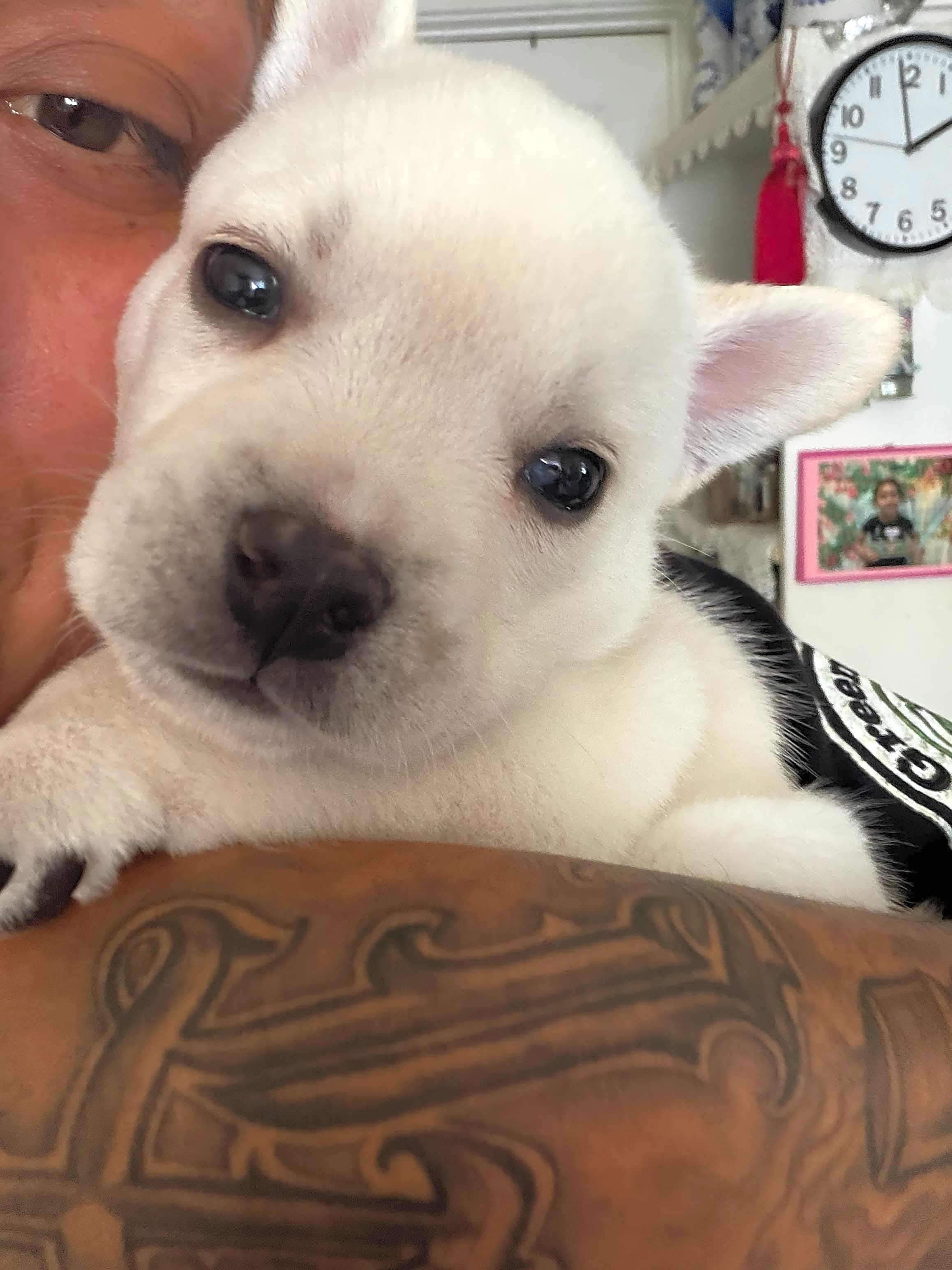 Photo of Bruno Jr