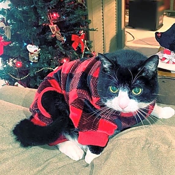 Photo of Phoebe