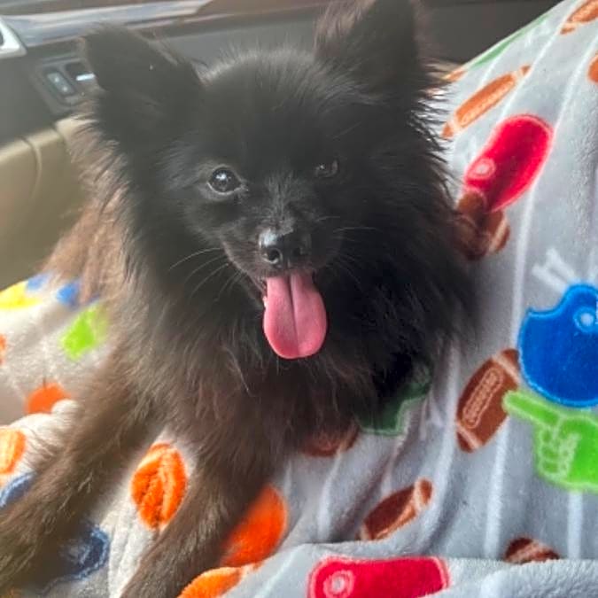 Photo of Teddy