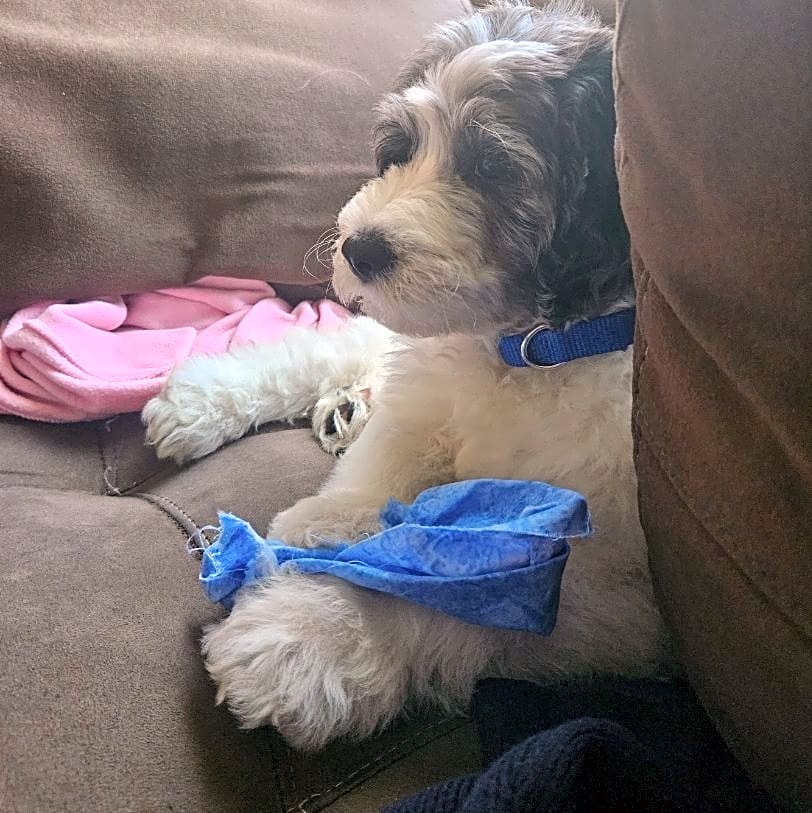Photo of Princeton "Prince"