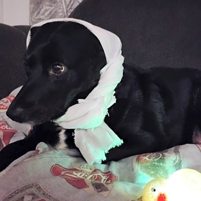 Photo of Fancy