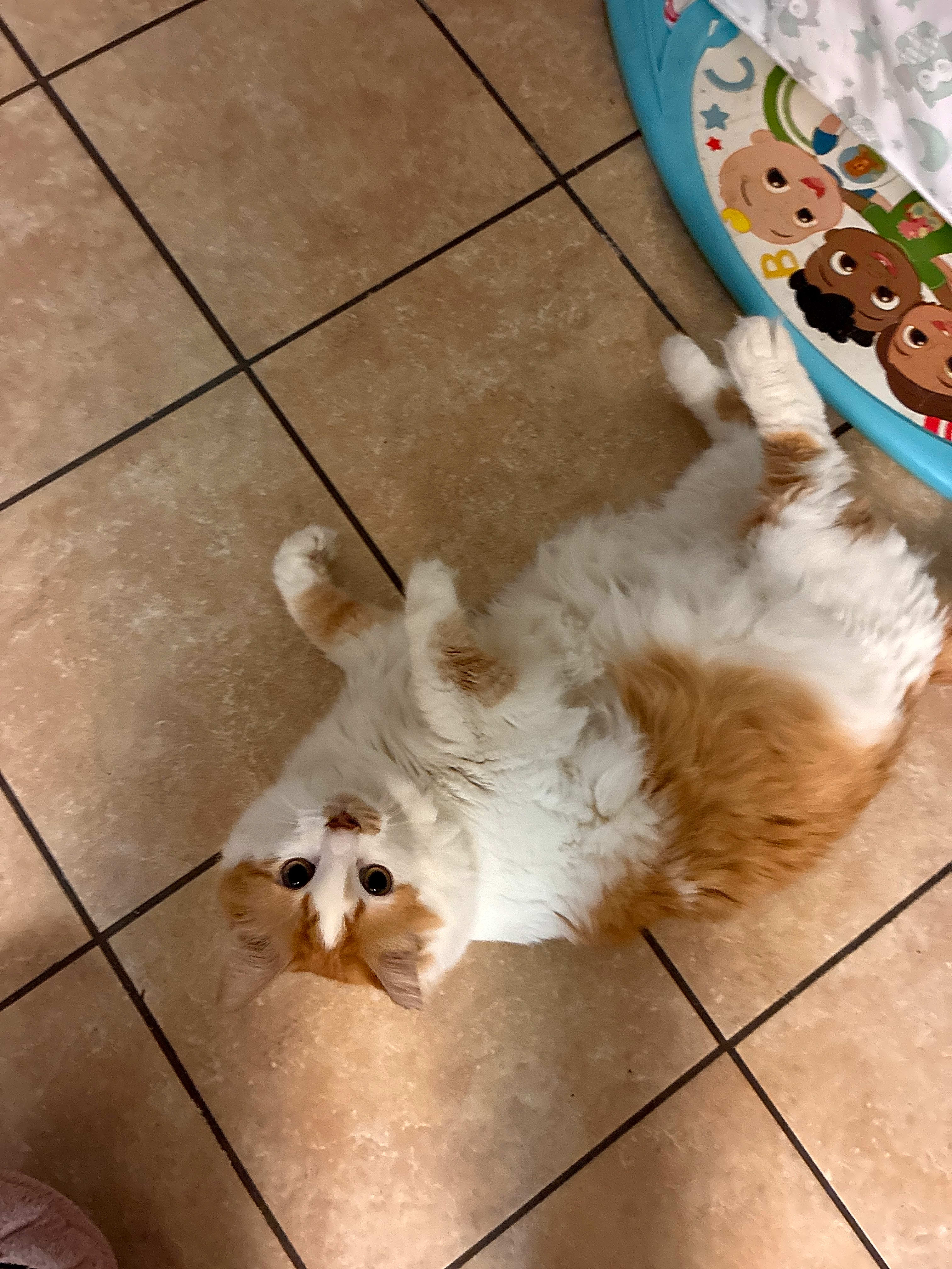 Photo of Chester