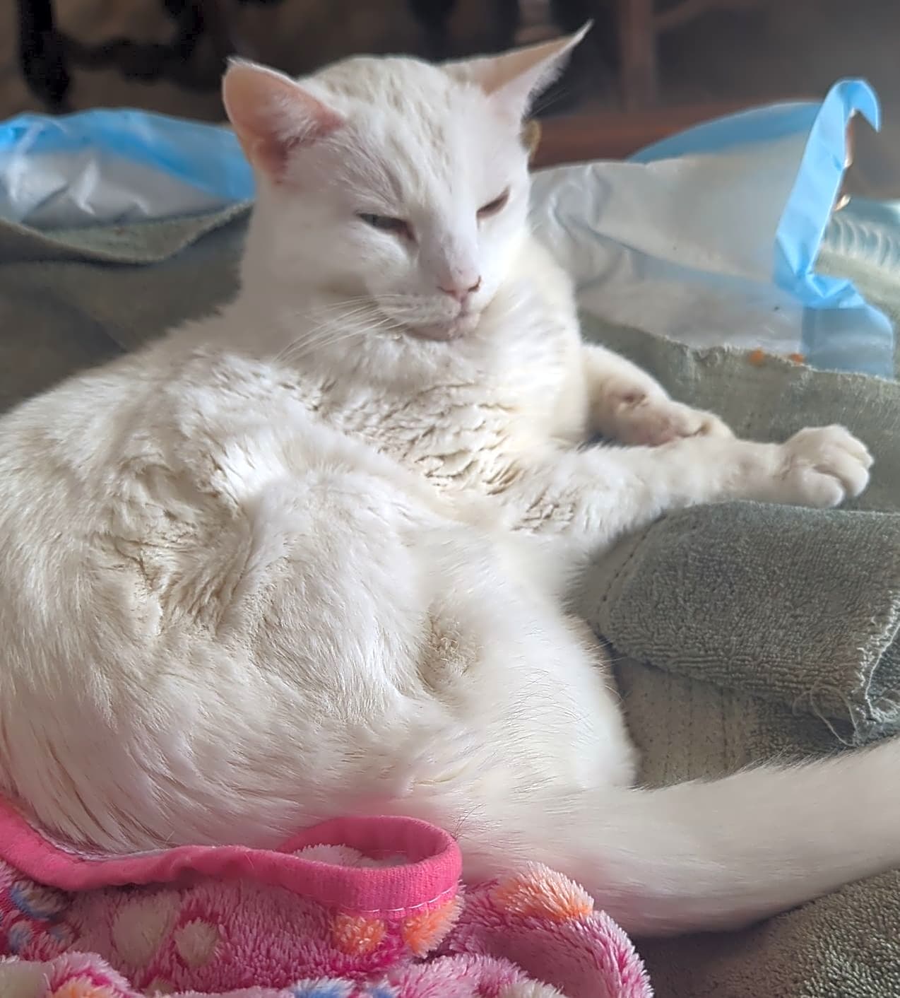Photo of Snuggles