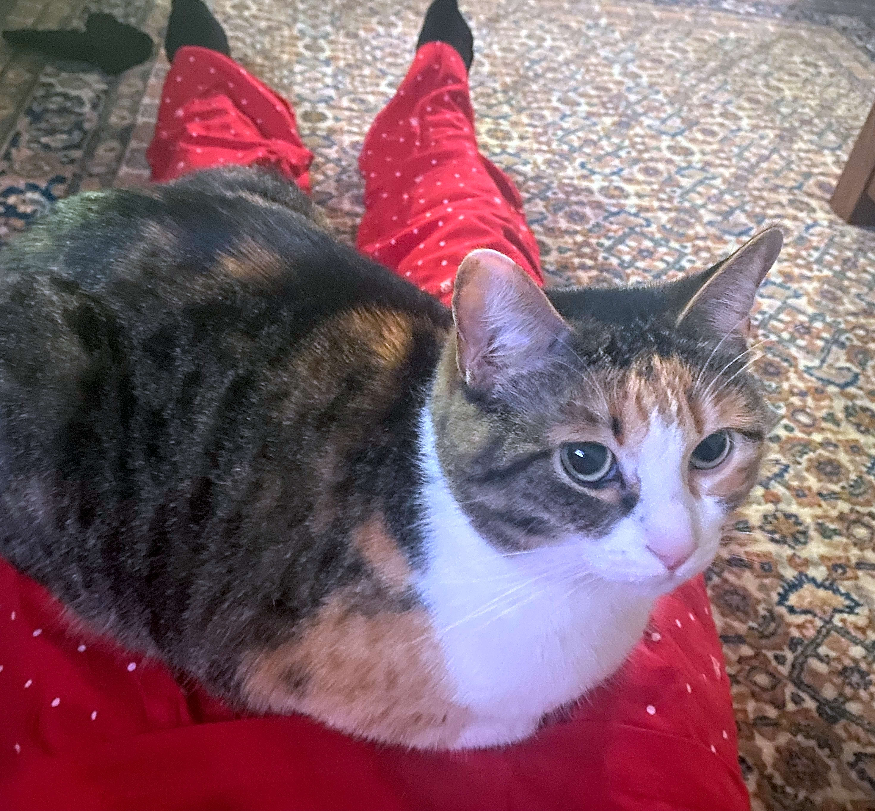 Photo of Ravioli