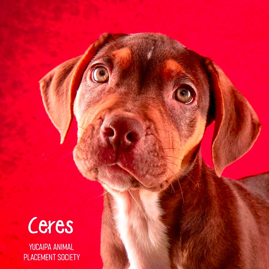 Photo of Ceres
