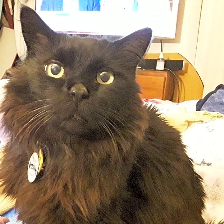 Photo of Smoky