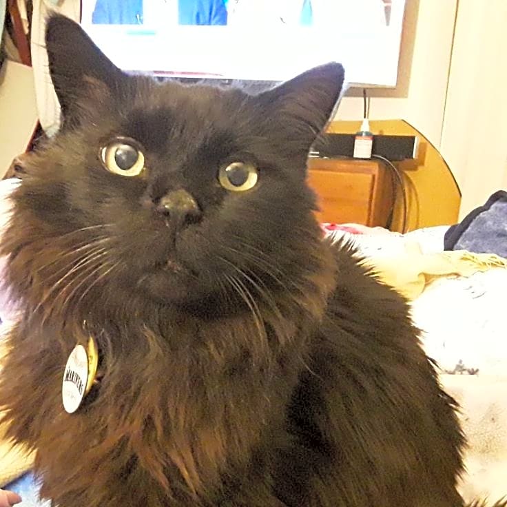 Photo of Smoky