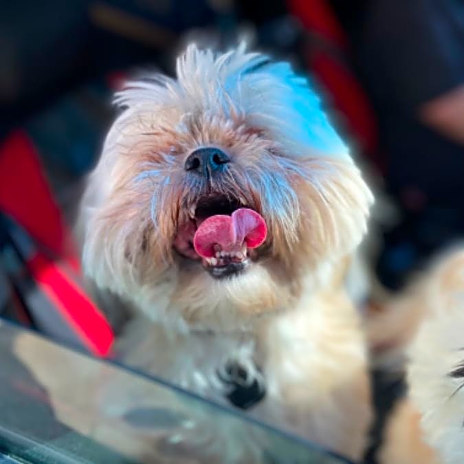 Photo of Willow