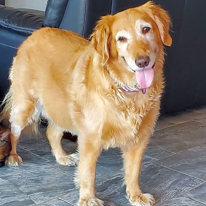 Photo of bella