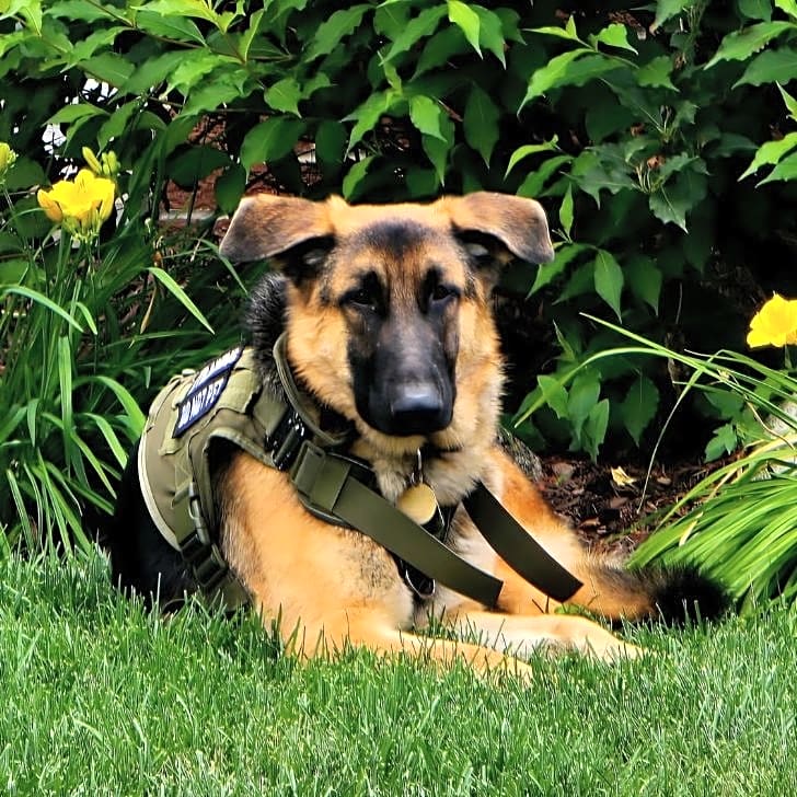 Photo of Apollo