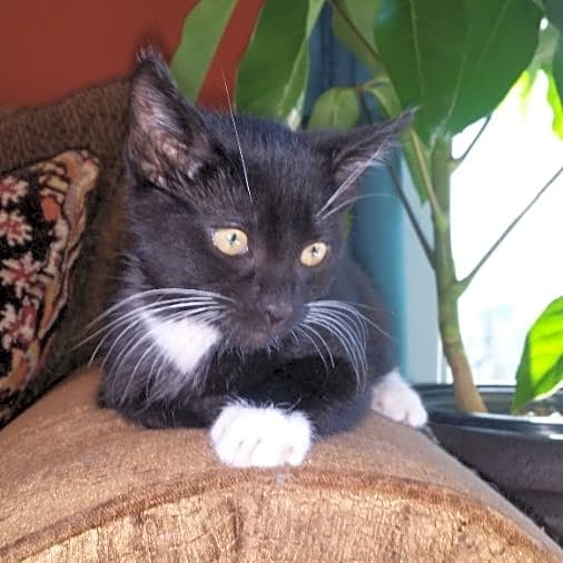 Photo of Rocket