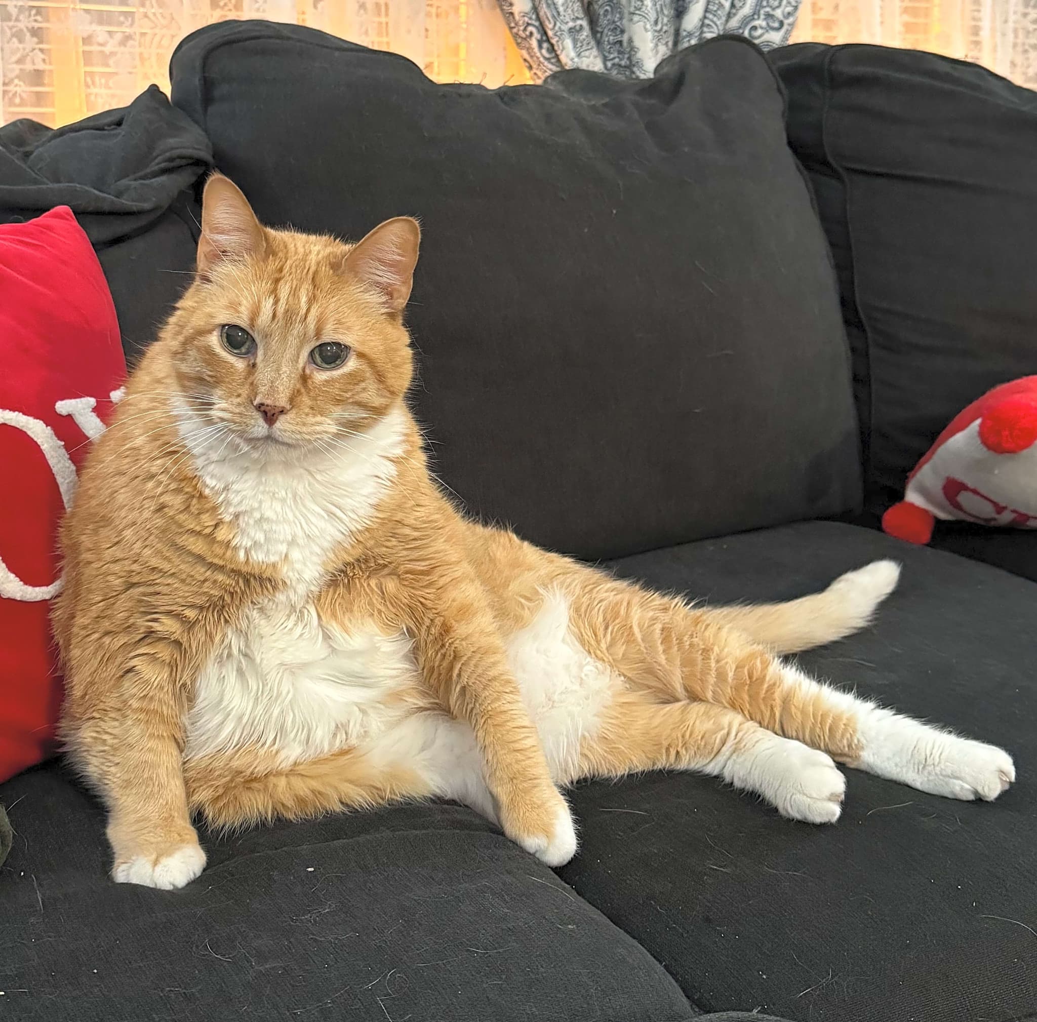Photo of Moe-Moe