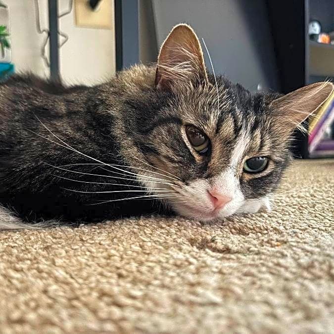 Photo of Nova