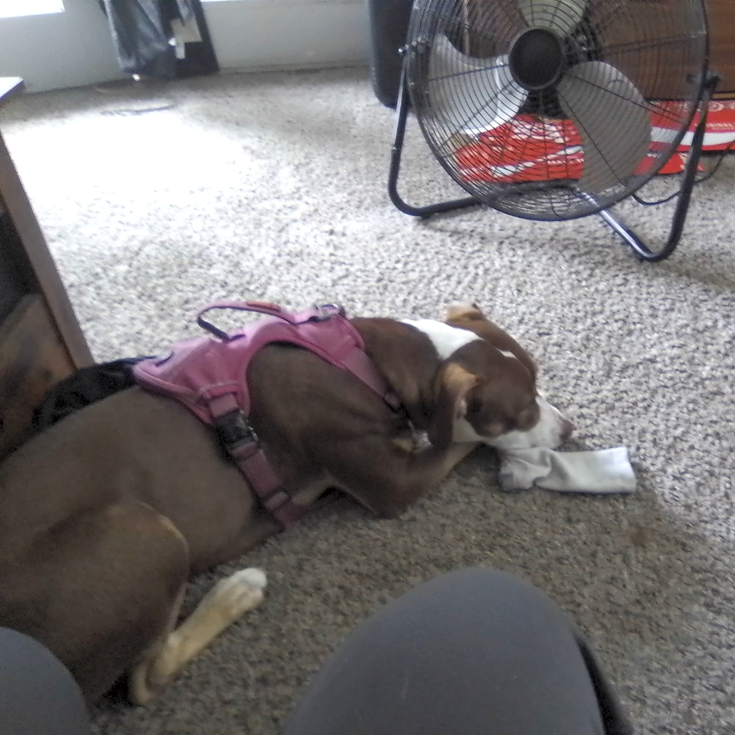 Photo of Cocoa