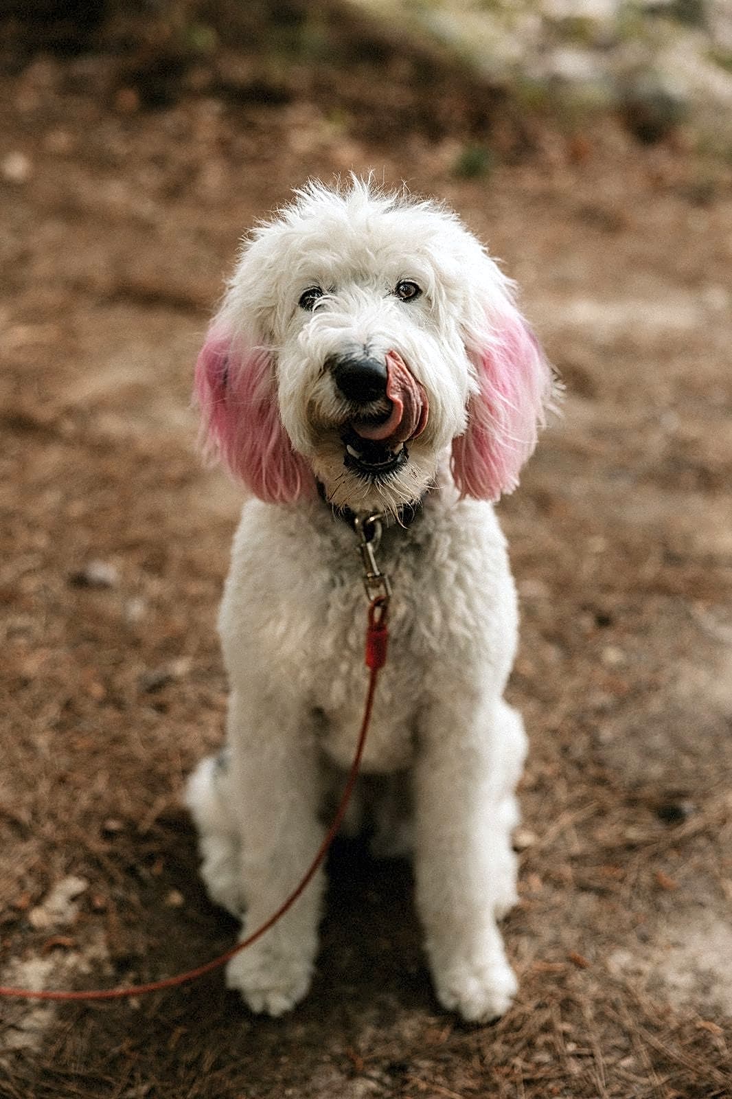 Photo of Luna