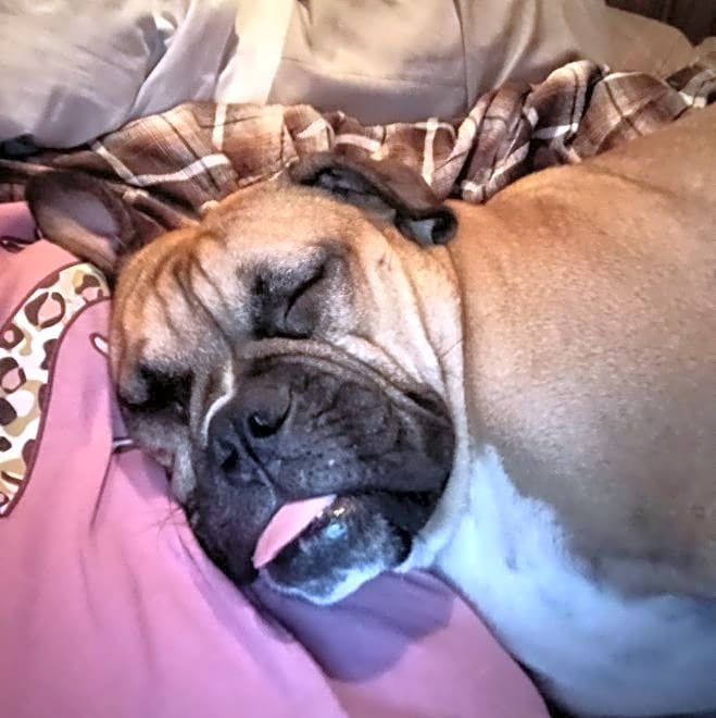 Photo of Buddy