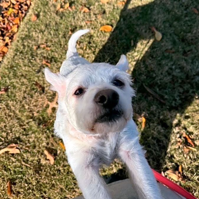 Photo of Cooper