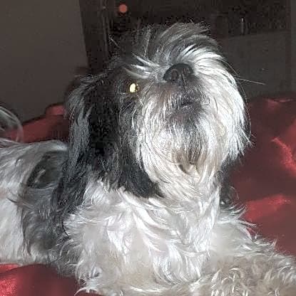 Photo of Oreo